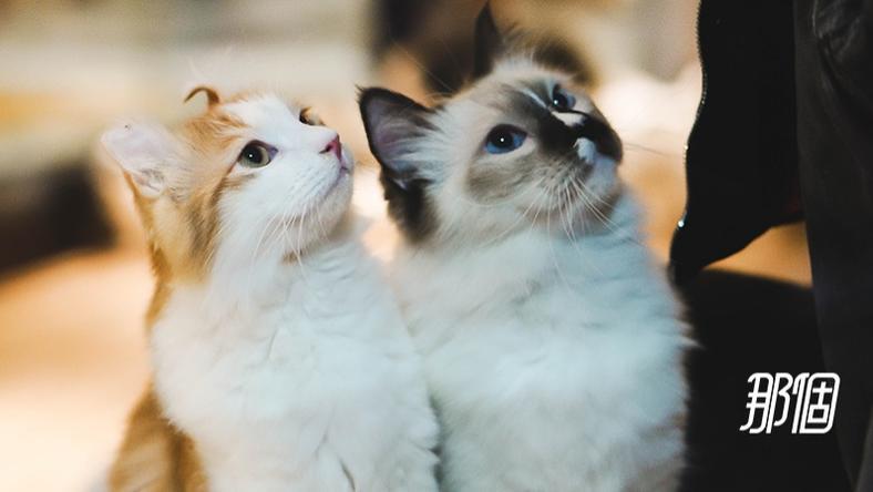 宠物网红:替人赚钱的工具猫狗